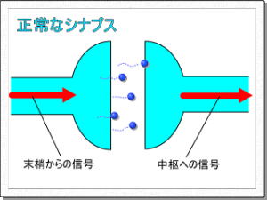 正常なシナプス