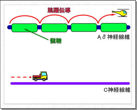 Ąδ神経線維とC神経線維