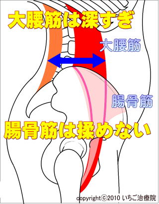 腸腰筋の解説