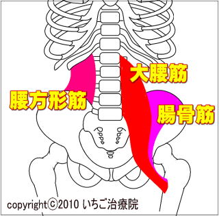 大腰筋・腸骨筋・腰方形筋