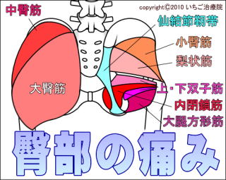 臀部の解剖図