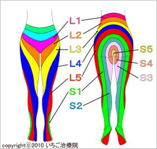 神経の支配領域の図
