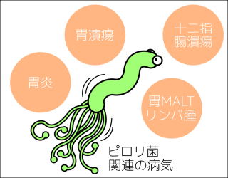 ピロリ菌のイラスト