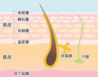 皮膚の解剖図