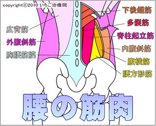 腰の筋肉解剖図