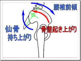 骨盤の動き図