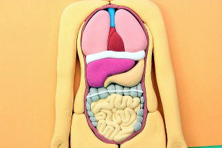 内臓のイメージ図