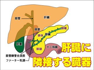 肝臓、胆嚢、膵臓、十二指腸の解剖図