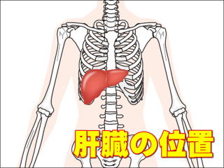 解剖学的な肝臓の位置