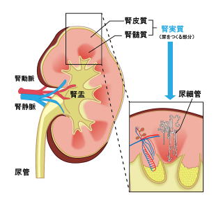 腎盂の解剖図