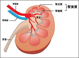 腎臓の解剖図