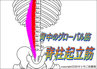 脊柱起立筋モデル