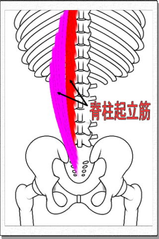 脊柱起立筋解剖図