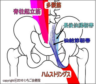 仙腸関節の靭帯