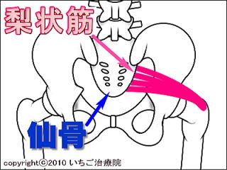 仙骨と梨状筋の解剖図