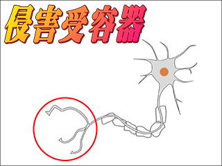 侵害受容器図