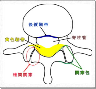 脊柱管と靭帯の関係