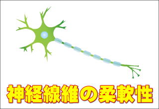 神経線維の画像