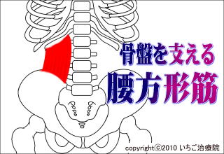 腰方形筋解剖図