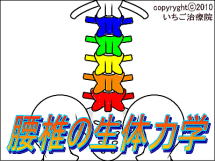 腰椎解剖図