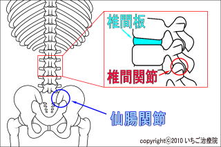 腰を構成する関節