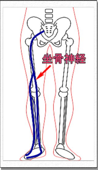坐骨神経の走行の模式図